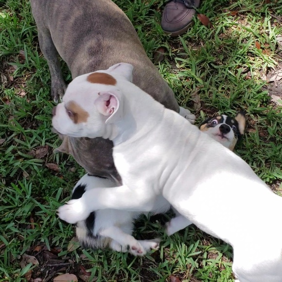 Meet your Posher, Ana - Picture 5 of 6